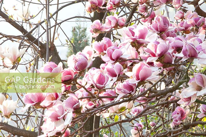 Grenat de Magnolia Pickard, Magnolia x soulangiana 