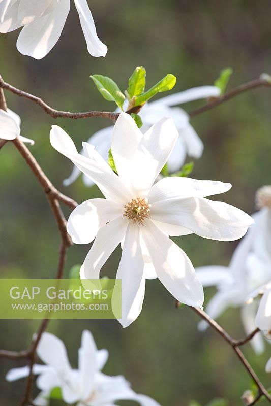 Portrait fleur de magnolia, Magnolia loebneri Printemps Neige 
