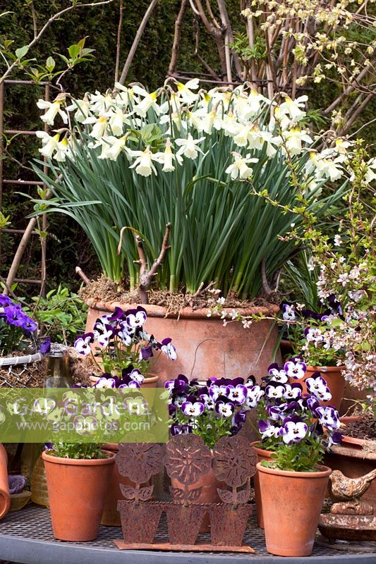 Plantes à bulbes et alto en pots, Narcisse WPMillner, Viola cornuta 