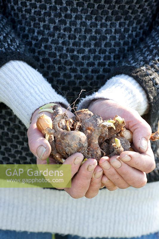 Propriétaire, propriétaire de jardin, Josephine Dekker tient des bulbes de fleurs dans ses mains 