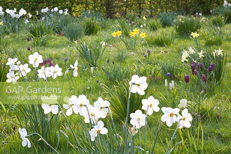 Prairie avec des jonquilles poètes, Narcissus poeticus Recurvus, Fritillaria meleagris, Narcissus Lemon Drops 