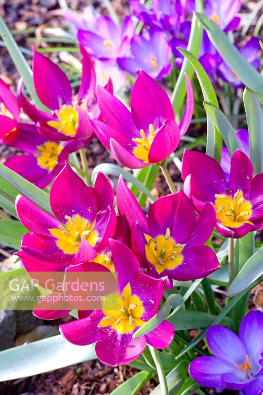 Tulipe naine et crocus, Tulipa humilis Persan Pearl,Crocus tommasinianus Whitewell Purple 