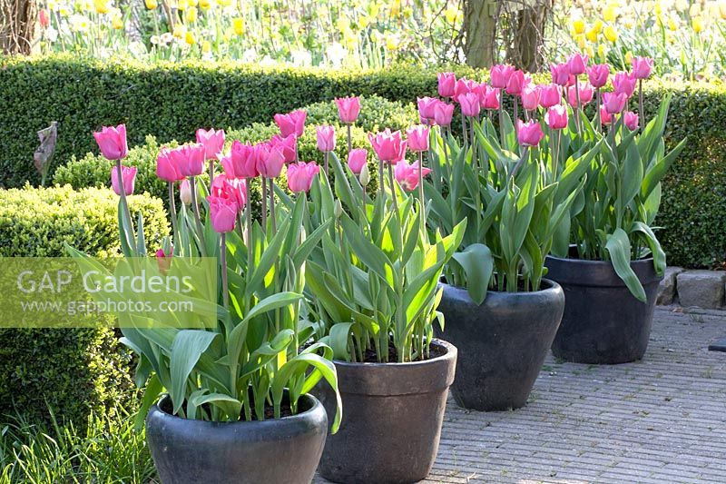 Tulipes en pots, Tulipa Roussillon 