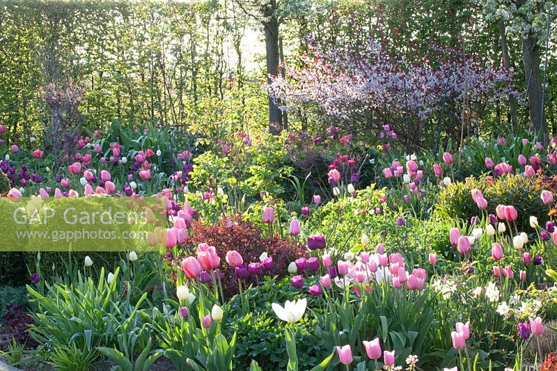Lit de tulipes, buis et prunier nain, Tulipa, Buxus, Prunus cistena 