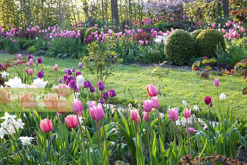 Lit avec tulipes, tulipa, buxus 
