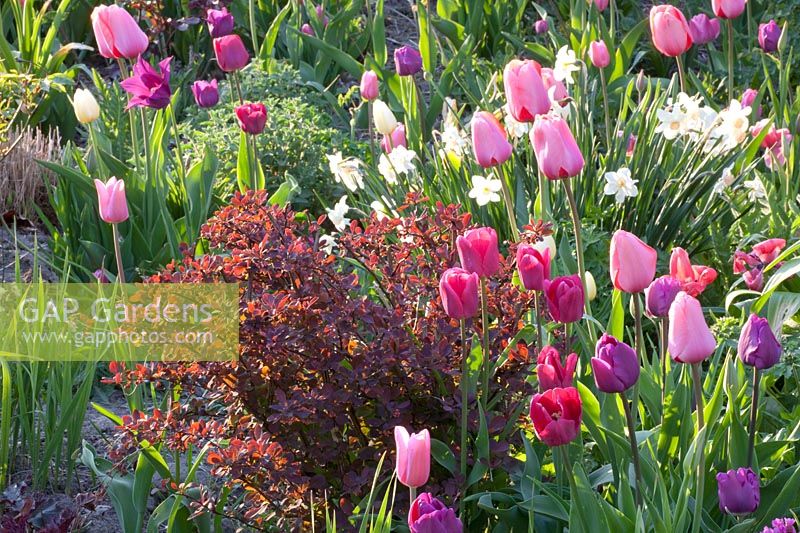 Lit de tulipes, Tulipa, Berberis thunbergii Rose Glow 