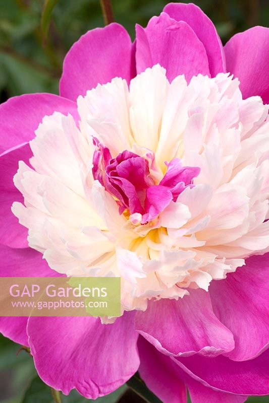 Pivoine portrait, Paeonia lactiflora Gay Paree 