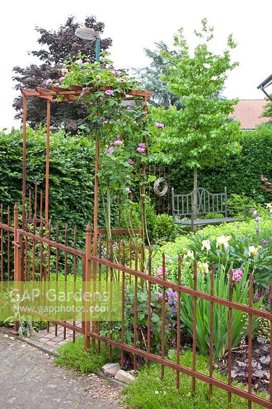 Jardin de devant avec coin salon, Alchemilla mollis ; Iris barbata; Liquidambar styraciflua; Heuchère 