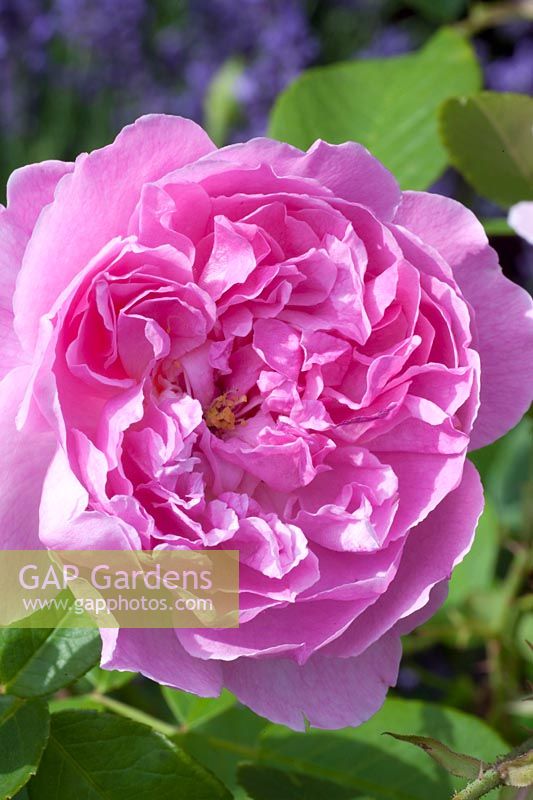 Rose anglaise, Rosa Harlow Carr, roses d'Austin 