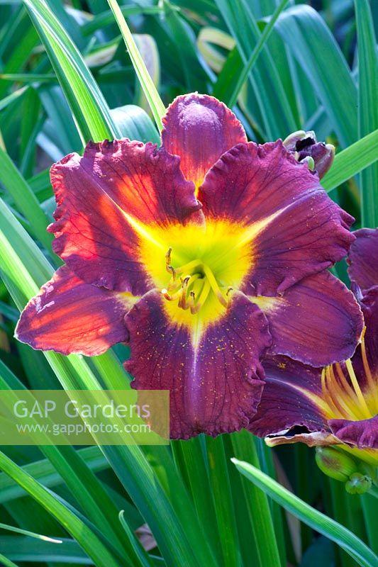 Hémérocalle portrait, Hemerocallis 