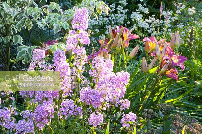 Lit avec phlox, hémérocalle, Phlox maculata Natascha, Hemerocallis Lavender Deal, Astrantia major Sunningdale Panaché 