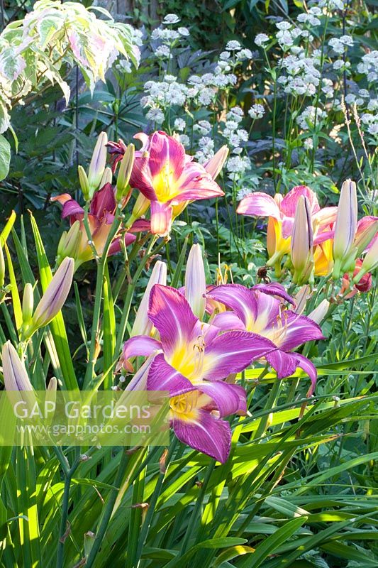 Combinaison d'hémérocalle et d'ombelle étoilée, Hemerocallis Lavender Deal, Astrantia major Sunningdale Panaché 