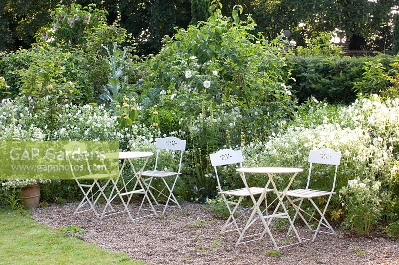 Jardin blanc, Géranium pratense Alba, Centranthus ruber Albus, Rosa alba Semiplena 