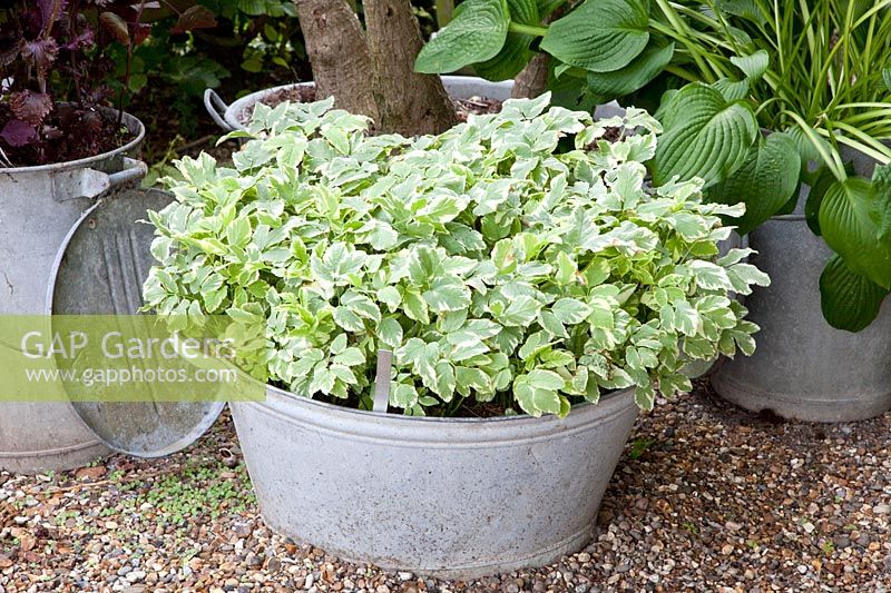 Bac en zinc avec Greedweed, Aegopodium podagraria Variegata 