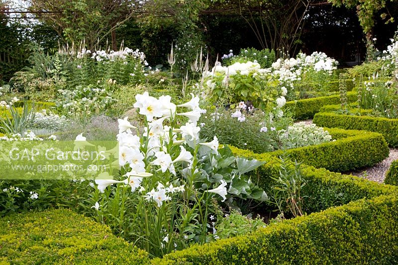 Jardin blanc avec lis trompette, Lilium longiflorum White Elegance, Phlox, Hydrangea arborescens Annabelle 
