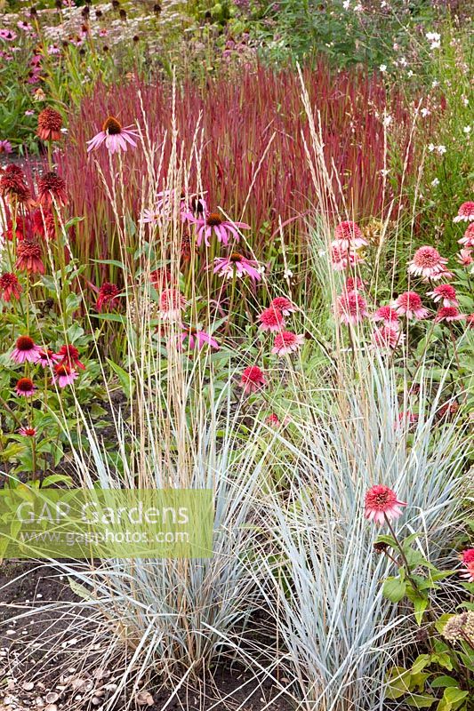 Pâturin,Elymus magellanicus, Echinacea purpurea Truffe aux framboises,Imperata cylindrica Red Baron 