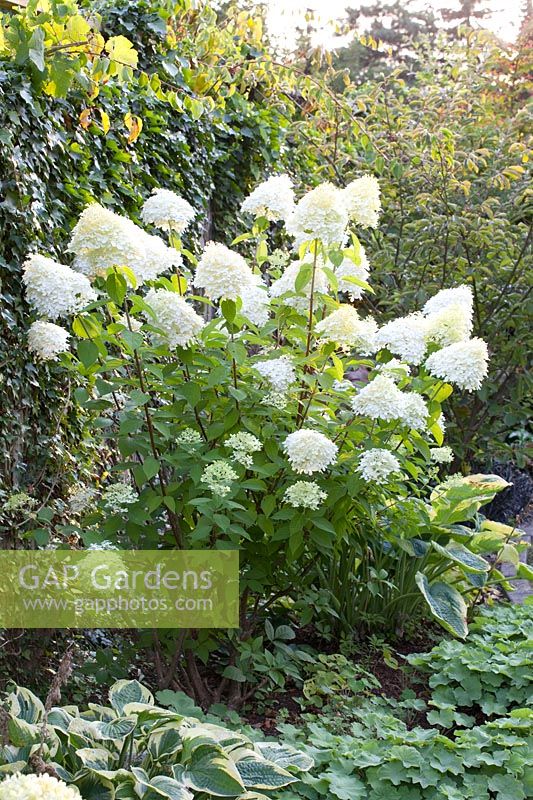 Hortensia paniculé,Hydrangea paniculata Limelight 