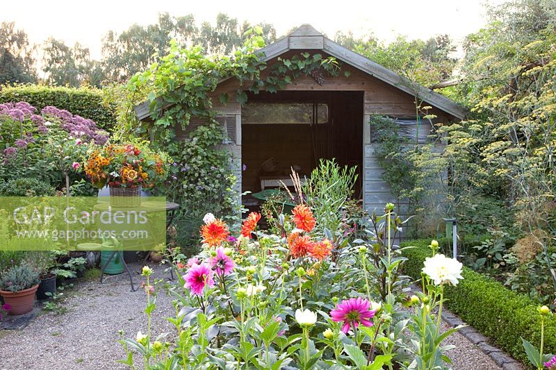 Maison de jardin avec dahlias et vigne, Dahlia, Vitis vinifera 
