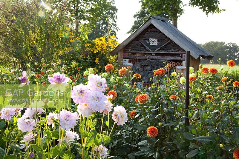 Jardin de Dahlia, Dahlia Crépuscule 