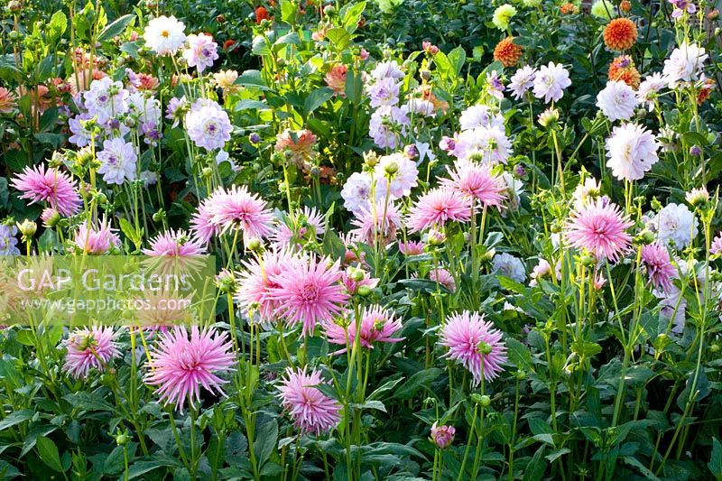 Dahlias, Dahlia Twilight, Dahlia Park Princess 