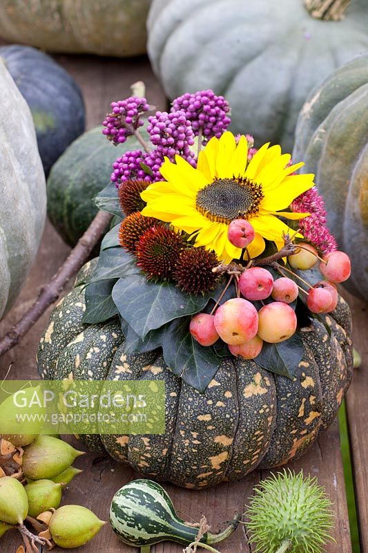 Arrangement de citrouille, Cucurbita pepo, Sedum Herbstfreude, Echinacea purpurea, Malus Red Sentinel, Helianthus annuus, Callicarpa bodinieri 