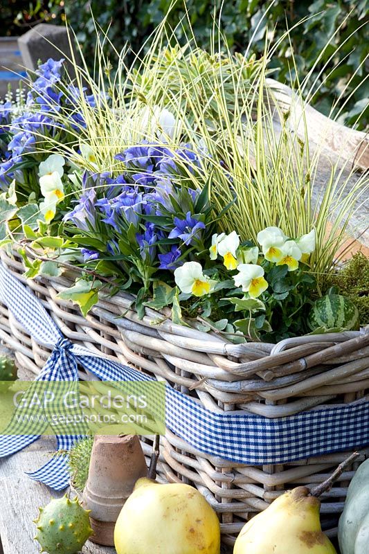 Panier de balcon, Gentiana,Carex,Viola cornuta,Hedera helix 