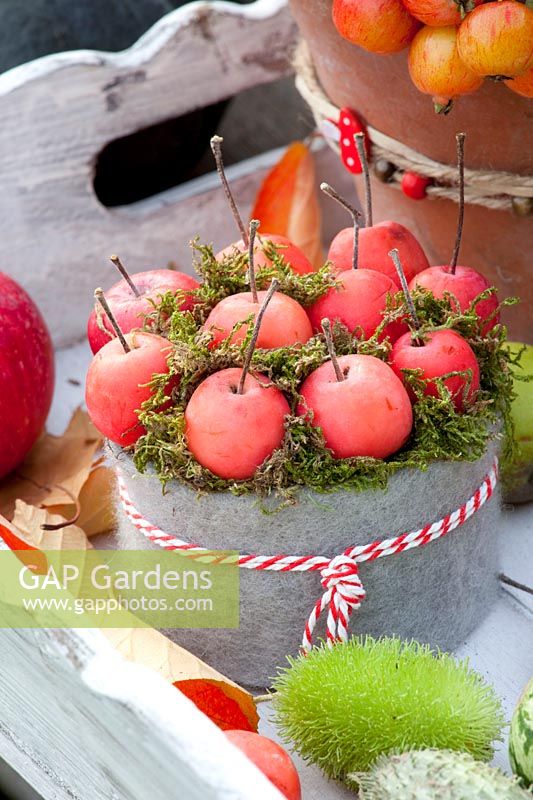 Arrangement avec des pommes sauvages, Malus Red Sentinel, Cucumis dipsaceus 