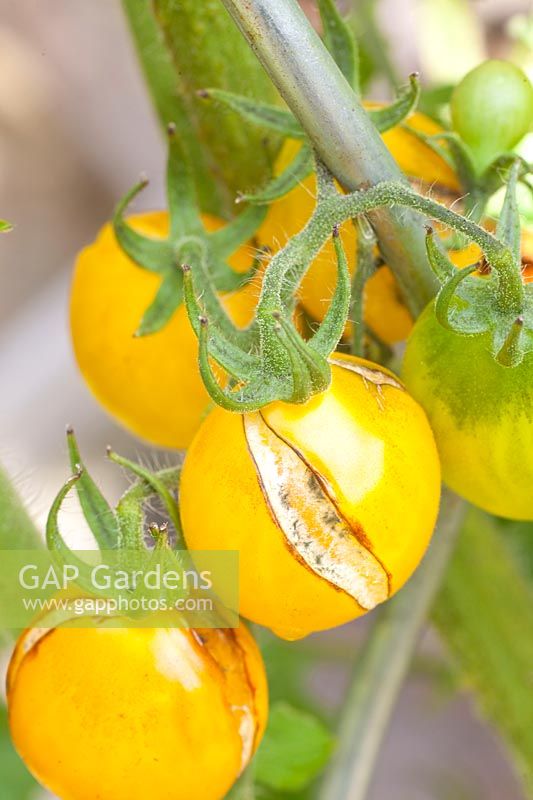 Dommages causés par la pluie et moisissures sur des tomates mûres, Solanum lycopersicum 