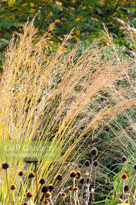 Tête de graine portrait d'herbe à pipe et d'échinacée, Molinia arundinacea Karl Foerster, Echinacea purpurea 