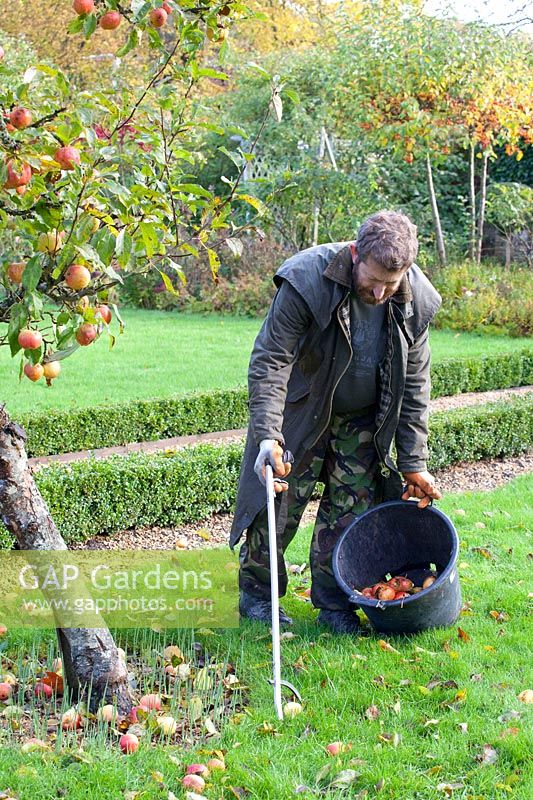Le jardinier en chef Dominic Rendell ramasse des pommes 