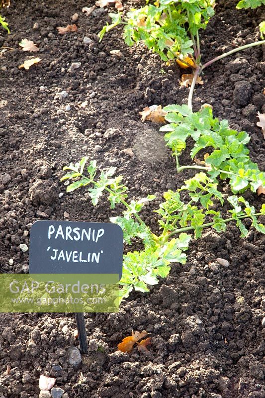 Potager à la fin de l'automne, chou-rave, Brassica rapa Javelin 