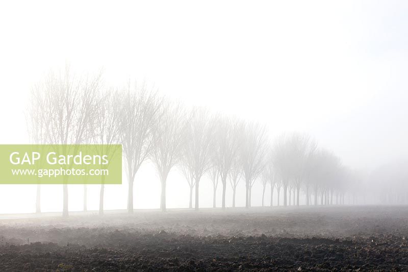 Arbres et champs dans le brouillard 