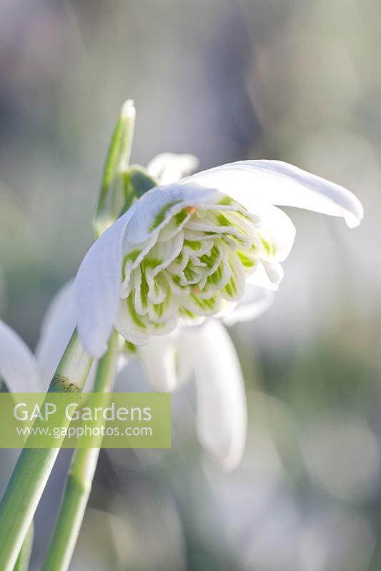 Perce-neige, Galanthus nivalis Flore Pleno 