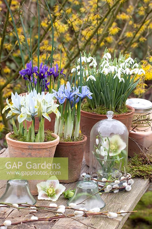 Pots avec Galanthus nivalis, Iris reticulata Katherine Hodgkin, Iris reticulata Alida, Helleborus orientalis 