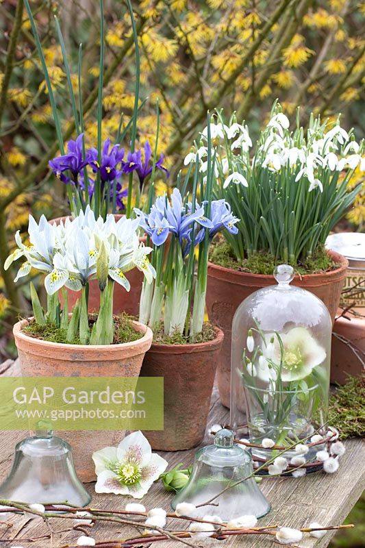 Pots avec Galanthus nivalis, Iris reticulata Katherine Hodgkin, Iris reticulata Alida, Helleborus orientalis 