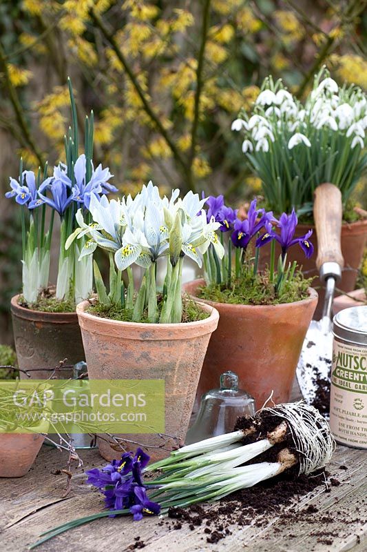 Pots avec Galanthus nivalis, Iris reticulata Katherine Hodgkin, Iris reticulata Alida 