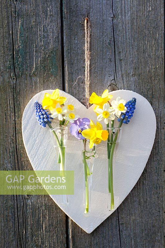 Coeur avec petits vases et plantes bulbeuses, Muscari armeniacum, Narcissus Tete a Tete, Narcissus Minnow, Viola cornuta 