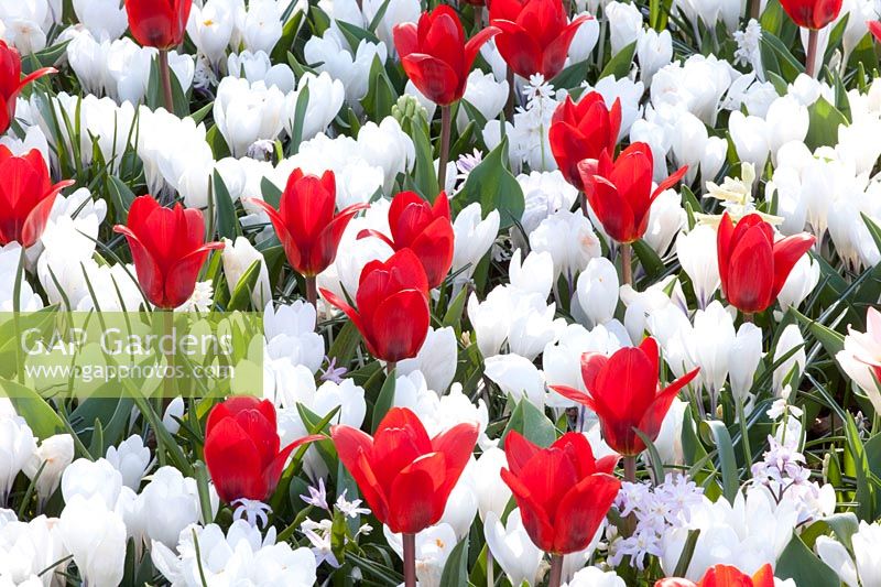 Tulipa kaufmanniana Showwinner,Crocus vernus Jeanne d'Arc 