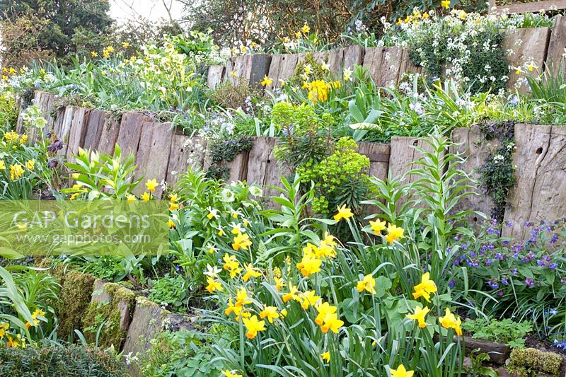Jardin à flanc de colline, Narcissus Jetfire, Narcissus Jack Snipe, Euphorbia, Helleborus 