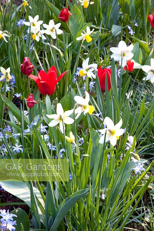 Lit avec Narcissus Jack Snipe, Tulipa kaufmanniana Showwinner, Chionodoxa forbesii 