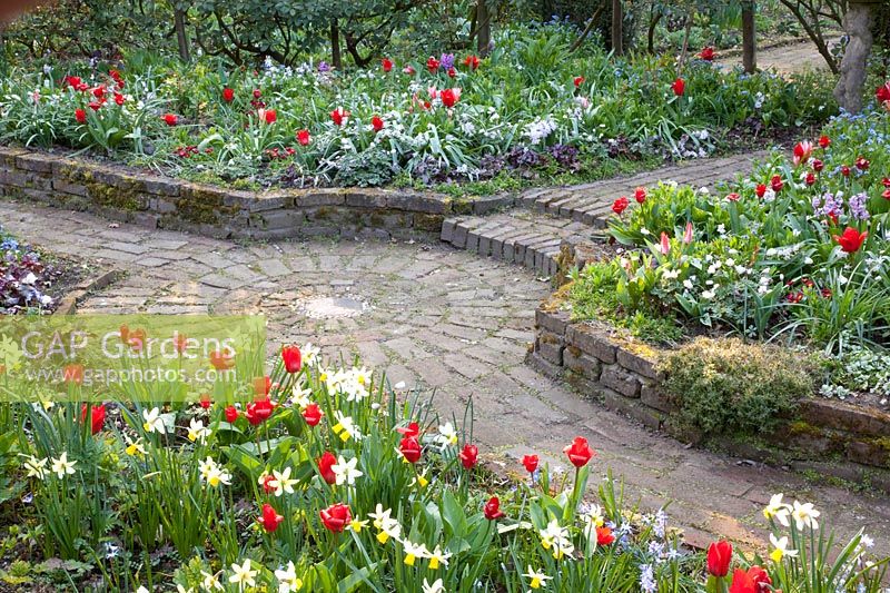 Loin des jonquilles, des tulipes et de la neige brillante, Narcissus Jack Snipe, Tulipa kaufmanniana Showwinner, Chionodoxa forbesii 