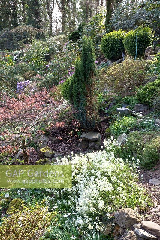 Cresson d'oie, Arabis suendermanii, Acer palmatum 