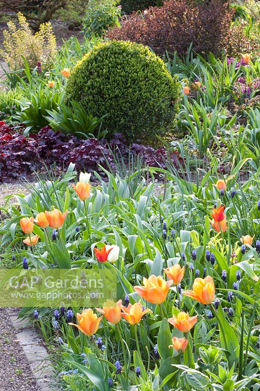 Lit avec Tulipa Orange Empereur, Muscari latifolium, Heuchera, Buxus 