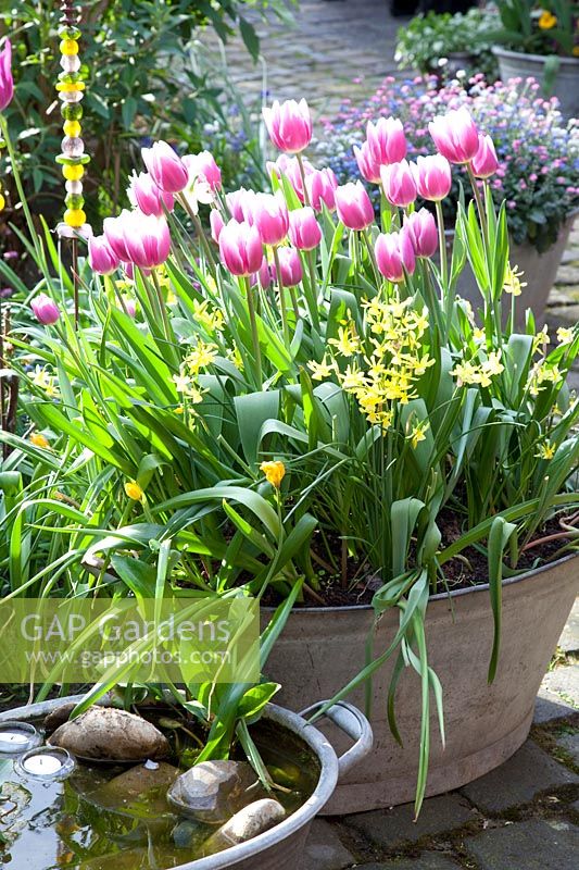 Mini bassin et bac en zinc planté de tulipes et de jonquilles, Tulipa Arabian Mystery, Narcissus Hawera 