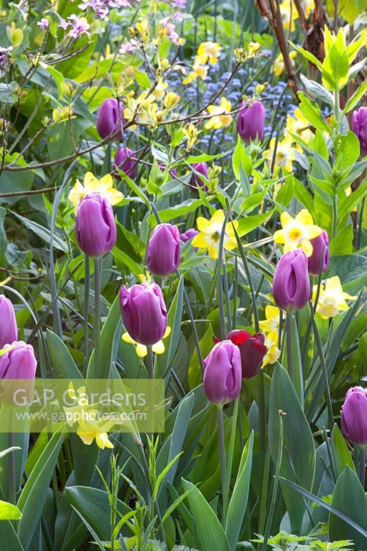 Combinaison de tulipes et de jonquilles, Tulipa Negrita, Narcissus WPMillner 