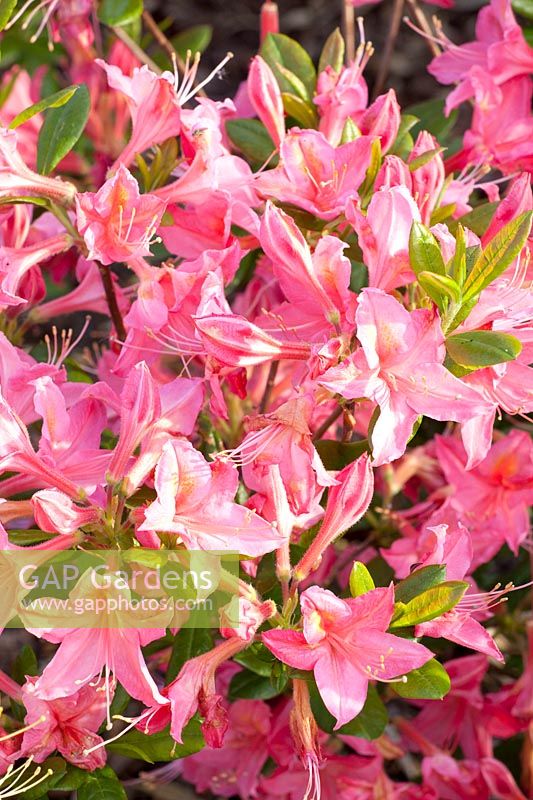 Azalée viscosa, Rhododendron viscosa Jolie Madame 