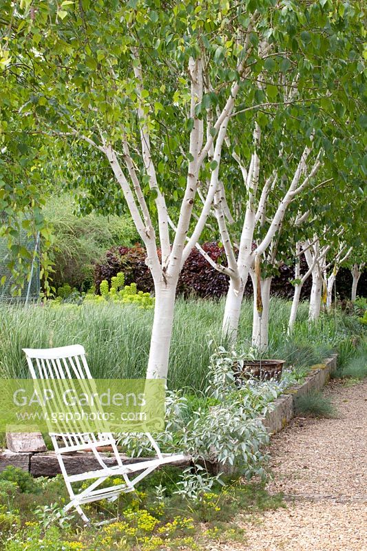 Les bouleaux, Betula jaquemontii Grayswood Ghost 