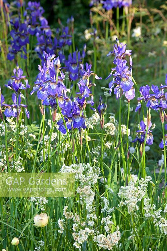 Iris sibirica Perry's Blue, Luzula nivea 