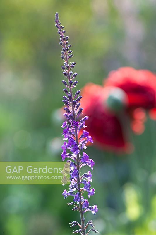 Linaire vulgaire, Linaria purpurea 