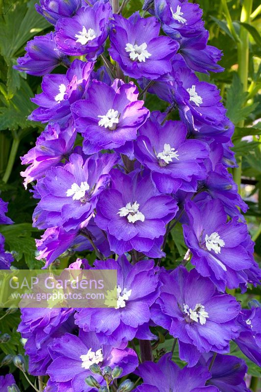 Portrait delphinium, Delphinium elatum Nouveau millénaire ciel ensoleillé 